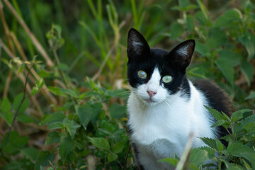 Blind cat hiding in the green grass 2
