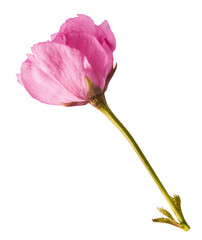 Beautiful blooming of delicate pink Sakura flowers falling in the air, isolated on white...