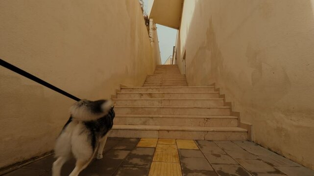 Casual woman pet owner walking with Husky dog climbing up on marble stone stairs outdoor corridor
