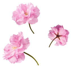 Beautiful blooming of delicate pink Sakura flowers falling in the air, isolated on white...