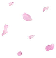 Beautiful pink petals of Sakura flower falling in the air, isolated on white background. Zero gravity or levitation spring flowers conception, high resolution image