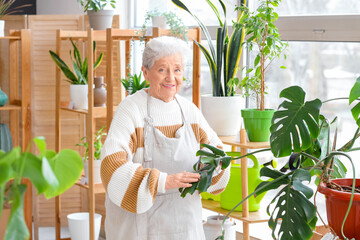 Senior florist with palm tree in flower shop