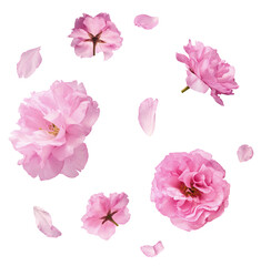 Beautiful blooming of delicate pink Sakura flowers falling in the air, isolated on white background. Zero gravity or levitation spring flowers conception, high resolution image