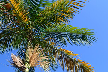 Naklejka premium palm tree on sky
