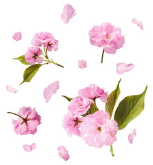 Beautiful blooming of delicate pink Sakura flowers falling in the air, isolated on white background. Zero gravity or levitation spring flowers conception, high resolution image