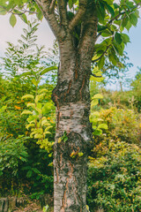 Close-up of a cherry (sakura) tree trunk with rough bark texture and green leaves growing against a bright summer background of trees and bushes.  