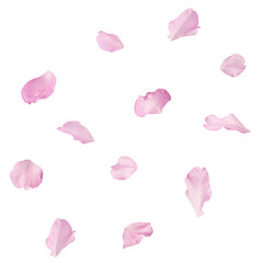 Beautiful pink petals of Sakura flower falling in the air, isolated on white background. Zero...