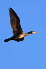 volo al tramonto