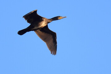 Obraz premium volo al tramonto