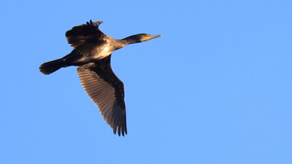 volo al tramonto