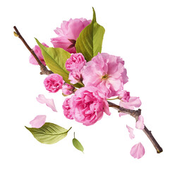 Beautiful blooming of delicate pink Sakura flowers falling in the air, isolated on white...