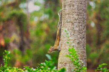 Fototapeta premium Squirrel on the tree, Eastern gray squirrel, Sciurus carolinensis