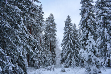 Nature's Canvas Snowy Trees in Estonia