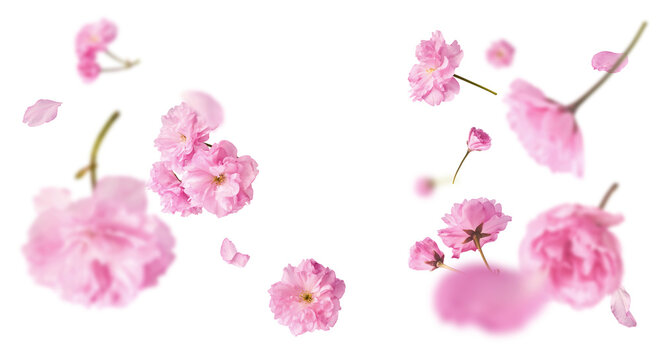 Beautiful blooming of delicate pink Sakura flowers falling in the air, isolated on white background. Zero gravity or levitation spring flowers conception, high resolution image