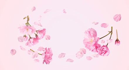 Obraz premium Beautiful blooming of delicate pink Sakura flowers falling in the air, isolated on pink background. Zero gravity or levitation spring flowers conception, high resolution image