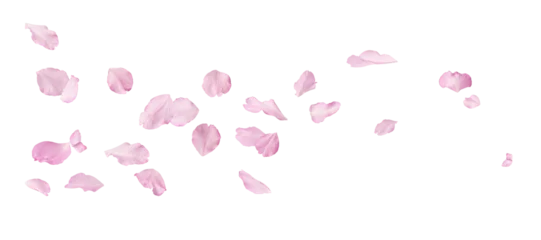 Fotobehang Kersen Beautiful pink petals of Sakura flower falling in the air, isolated on white background. Zero gravity or levitation spring flowers conception, high resolution image  © Agave Studio