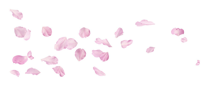 Beautiful pink petals of Sakura flower falling in the air, isolated on white background. Zero gravity or levitation spring flowers conception, high resolution image