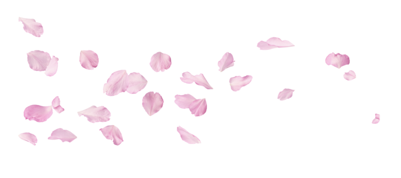 Beautiful pink petals of Sakura flower falling in the air, isolated on white background. Zero gravity or levitation spring flowers conception, high resolution image