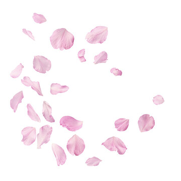 Beautiful pink petals of Sakura flower falling in the air, isolated on white background. Zero gravity or levitation spring flowers conception, high resolution image