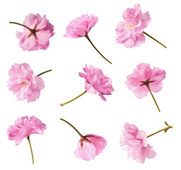 Obraz premium A creative set with Beautiful blooming of delicate pink Sakura flowers falling in the air, isolated on white background.
