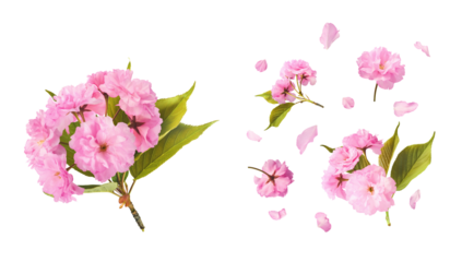 A creative set with Beautiful blooming of delicate pink Sakura flowers falling in the air, isolated on white background.
