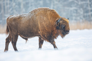 Żubr europejski zimą (European bison in the winter) Bison bonasus © Michal Przystas