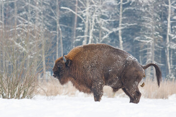 Żubr europejski zimą (European bison in the winter) Bison bonasus © Michal Przystas