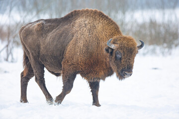 Żubr europejski zimą (European bison in the winter) Bison bonasus © Michal Przystas