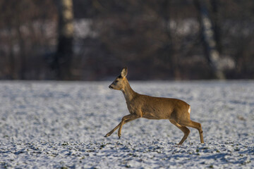 Sarna europejska, Roe deer (Capreolus capreolus) © Michal Przystas
