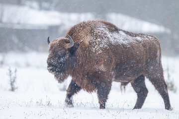Żubr europejski zimą (European bison in the winter) Bison bonasus © Michal Przystas