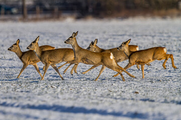 Sarna europejska, Roe deer (Capreolus capreolus)