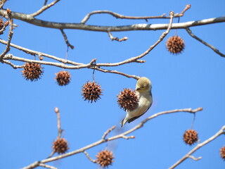 American goldfinch eating the seeds from within the dangling, spiky sweetgum balls. A favorite winter feast for these beautiful songbirds. Bombay Hook National Wildlife Refuge, Kent County, Delaware.