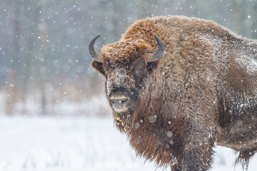 Żubr europejski zimą (European bison in the winter) Bison bonasus © Michal Przystas