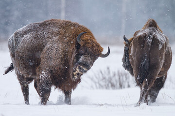 Żubr europejski zimą (European bison in the winter) Bison bonasus © Michal Przystas