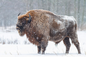 Żubr europejski zimą (European bison in the winter) Bison bonasus © Michal Przystas