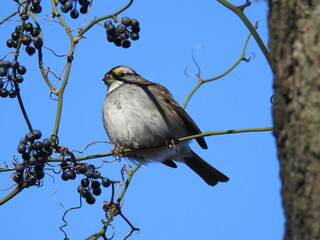 A white-throated sparrow perched on a branch within the woodland forest of the Bombay Hook National...