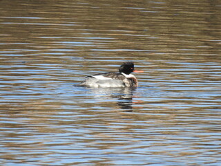 A male, red-breasted merganser, swimming within the wetland waters of the Bombay Hook National Wildlife Refuge, Kent county, Delaware.