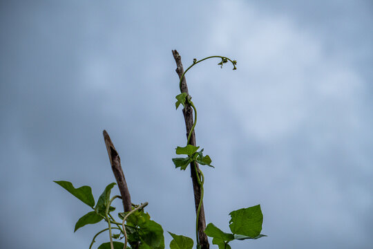 beanstalks, leaves, beans, tall plants, entwining sticks, on the background of the sky,
cloudy, summer, greenery, Europe, walk, excursion,