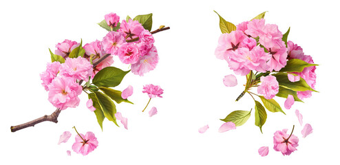 A creative set with Beautiful blooming of delicate pink Sakura flowers falling in the air, isolated on white background.