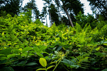 fern, green plants, in a forest clearing, field, undergrowth, leaves, summer, nature, walk, excursion, trees, 