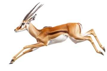 Papier peint photo intissé Graceful antelope leaping against a transparent background showcasing agility and speed in motion