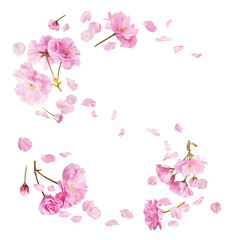 A creative set with Beautiful blooming of delicate pink Sakura flowers falling in the air, isolated on white background.
