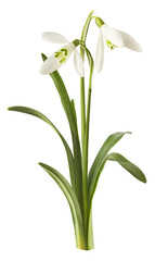 Beautiful Snowdrop flower falling in the air isolated on white background.