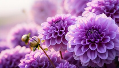clean violet dahlia flowers summer time heritage