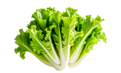 Fresh Green Leaf Lettuce Isolated on Transparent Background. Healthy Vegetable, Salad Ingredient, Vegetarian Food. PNG, Cut Out.
