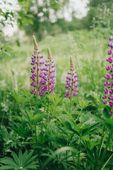 flowers in the garden