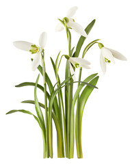 Beautiful Snowdrop flower falling in the air isolated on white background.