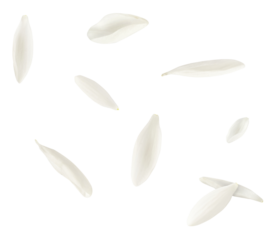 Beautiful Snowdrop flower falling in the air isolated on white background.