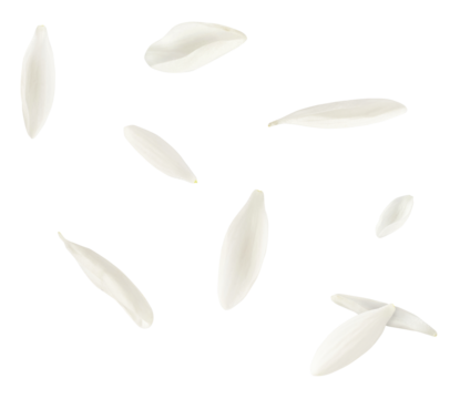 Beautiful Snowdrop flower falling in the air isolated on white background.