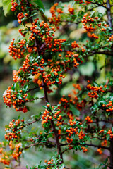 Pyracantha is a genus of large, thorny evergreen shrubs in the family Rosaceae.